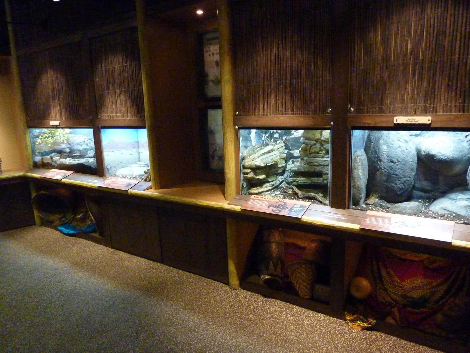 Predators of the Serengeti - Terrariums