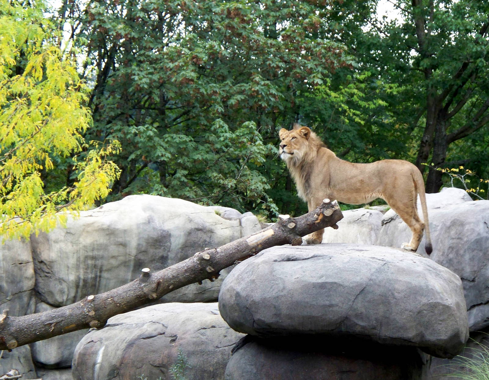 Predators of the Serengeti