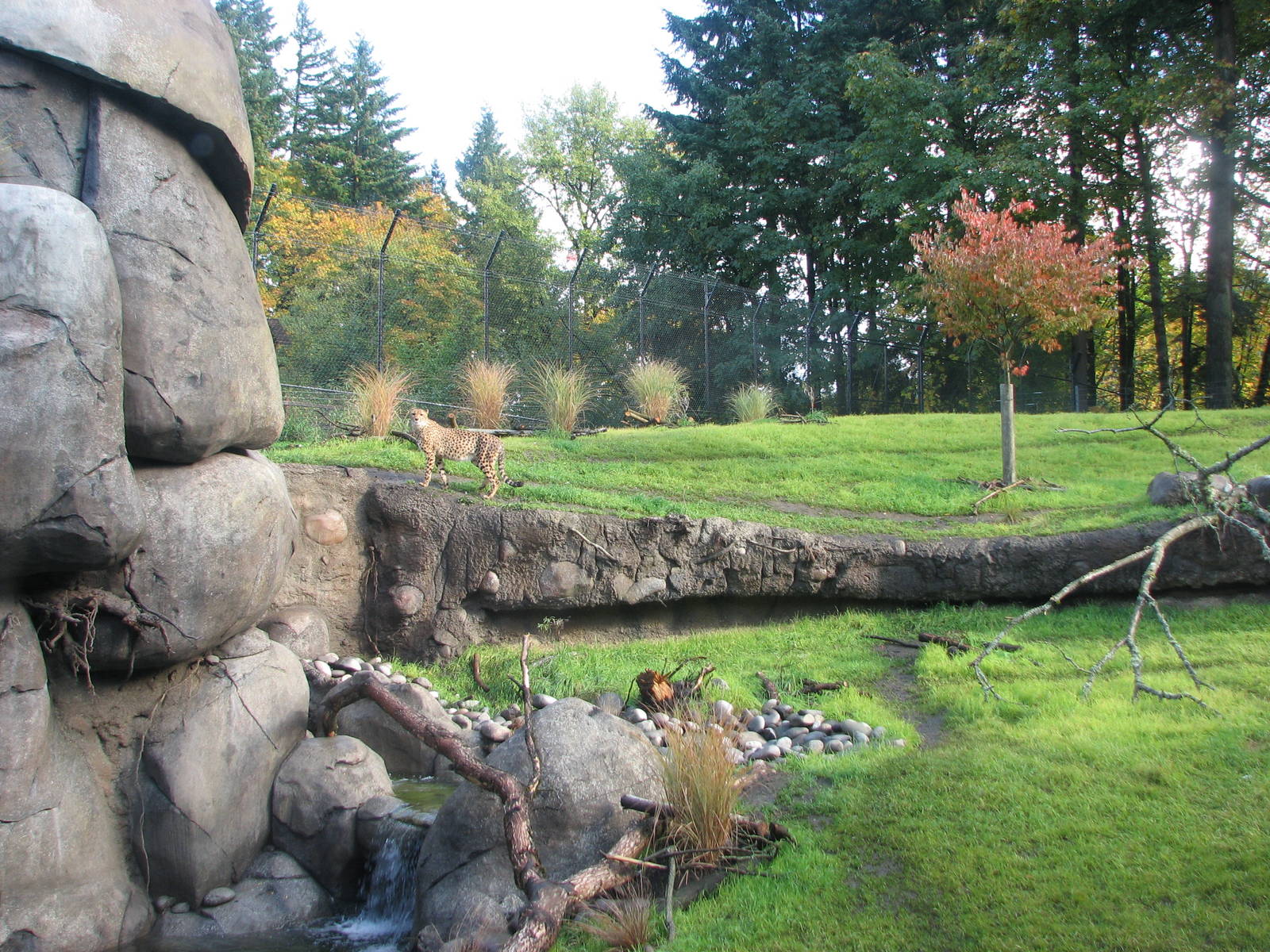 Predators of the Serengeti