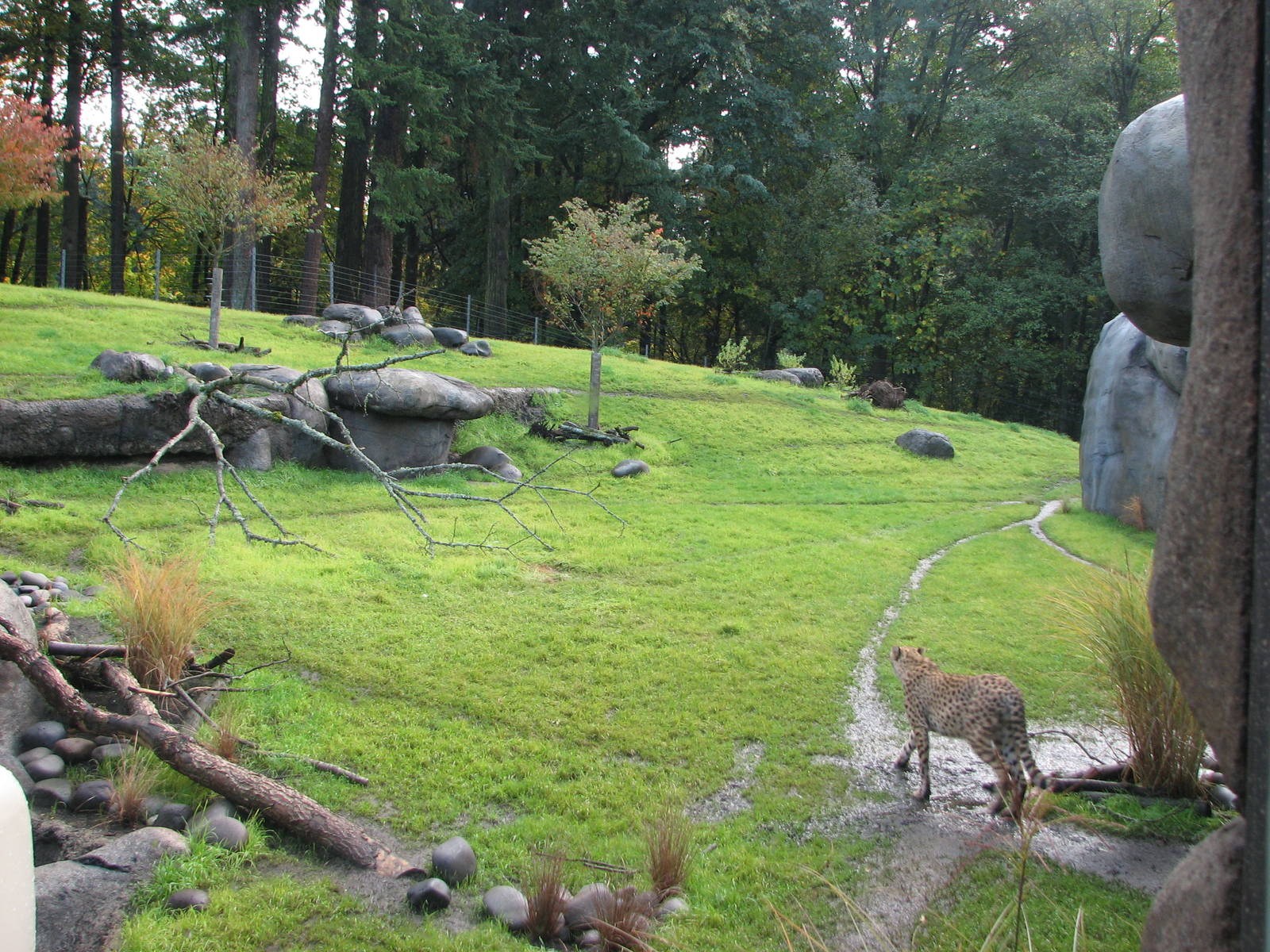 Predators of the Serengeti