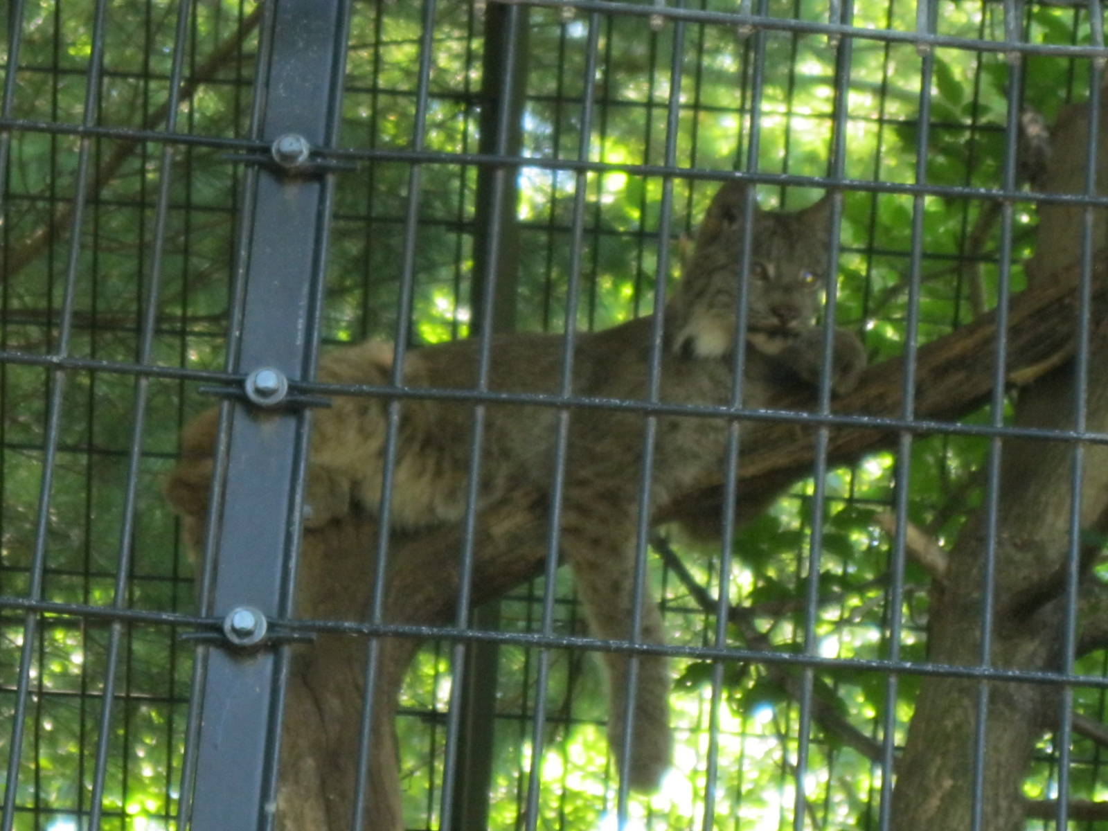 Predators- Sasquatch Sighting!