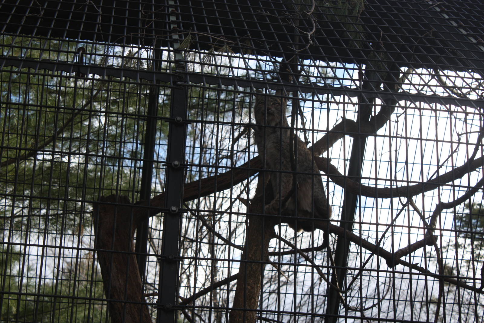 Predators- Sasquatch