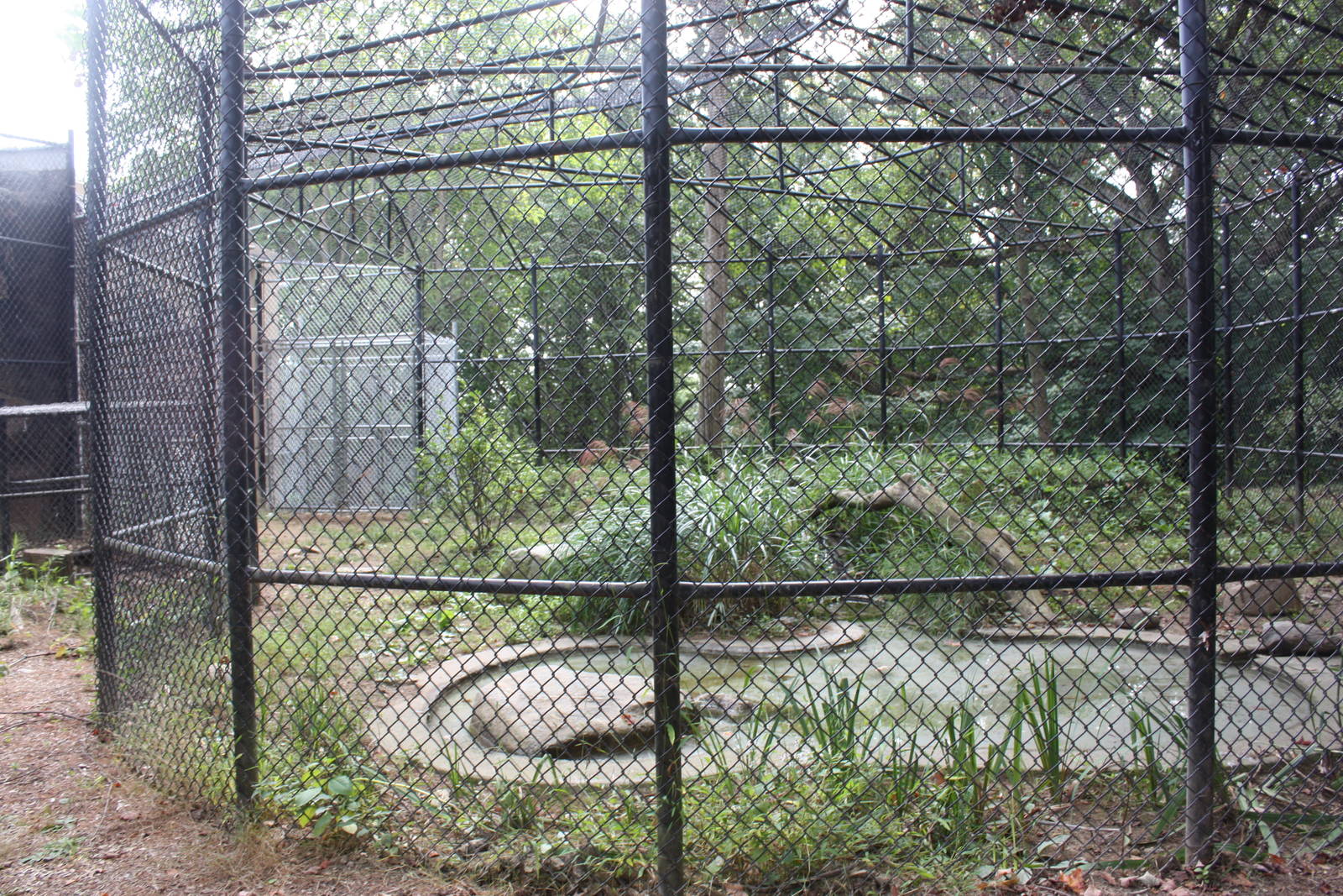 Predators- Second Amur Leopard Habitat