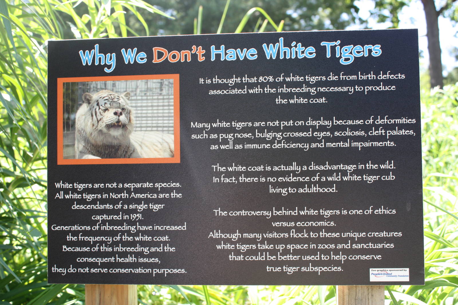 Predators- Sign About White Tigers