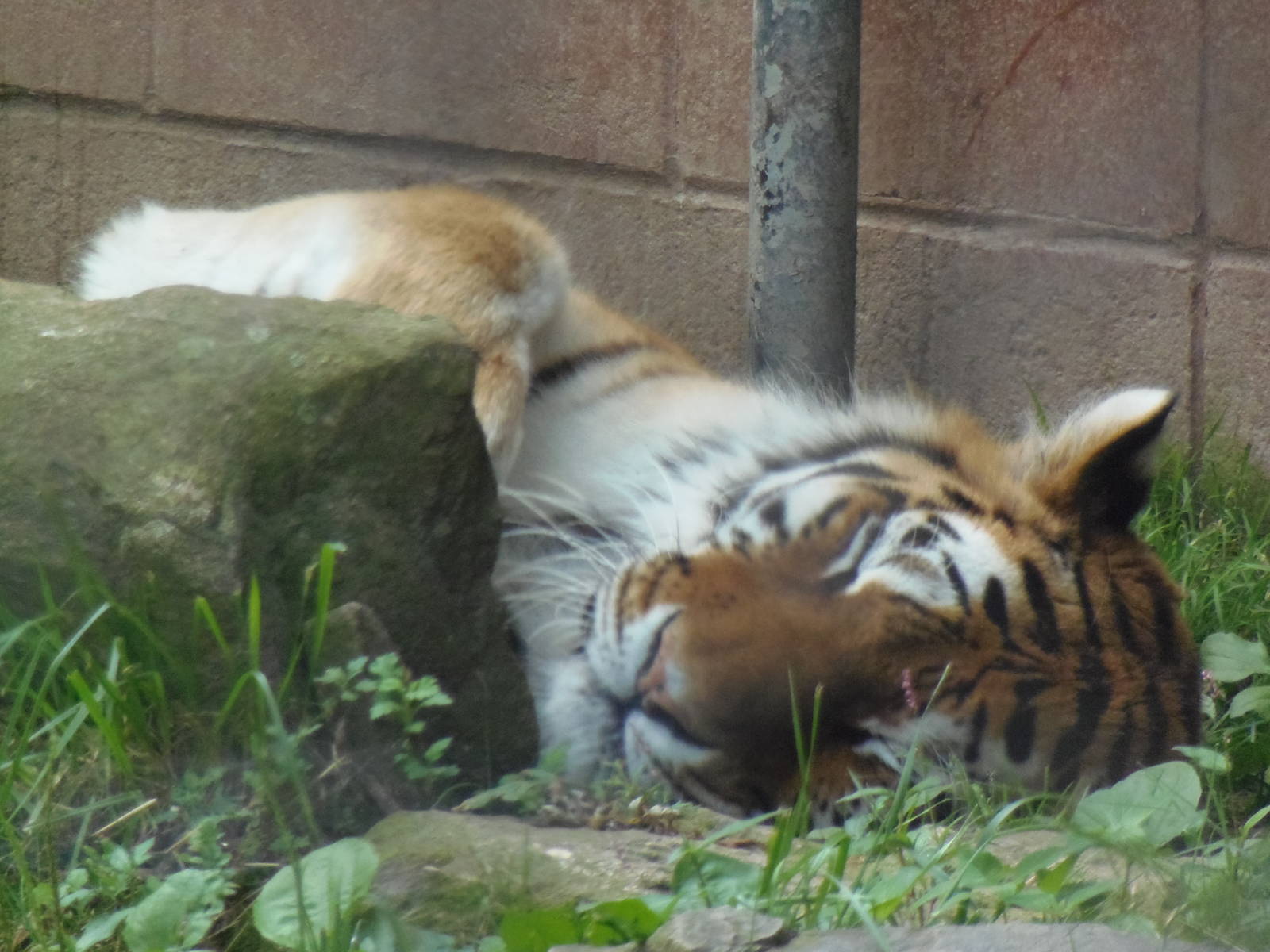 Predators- Sleeping Naka