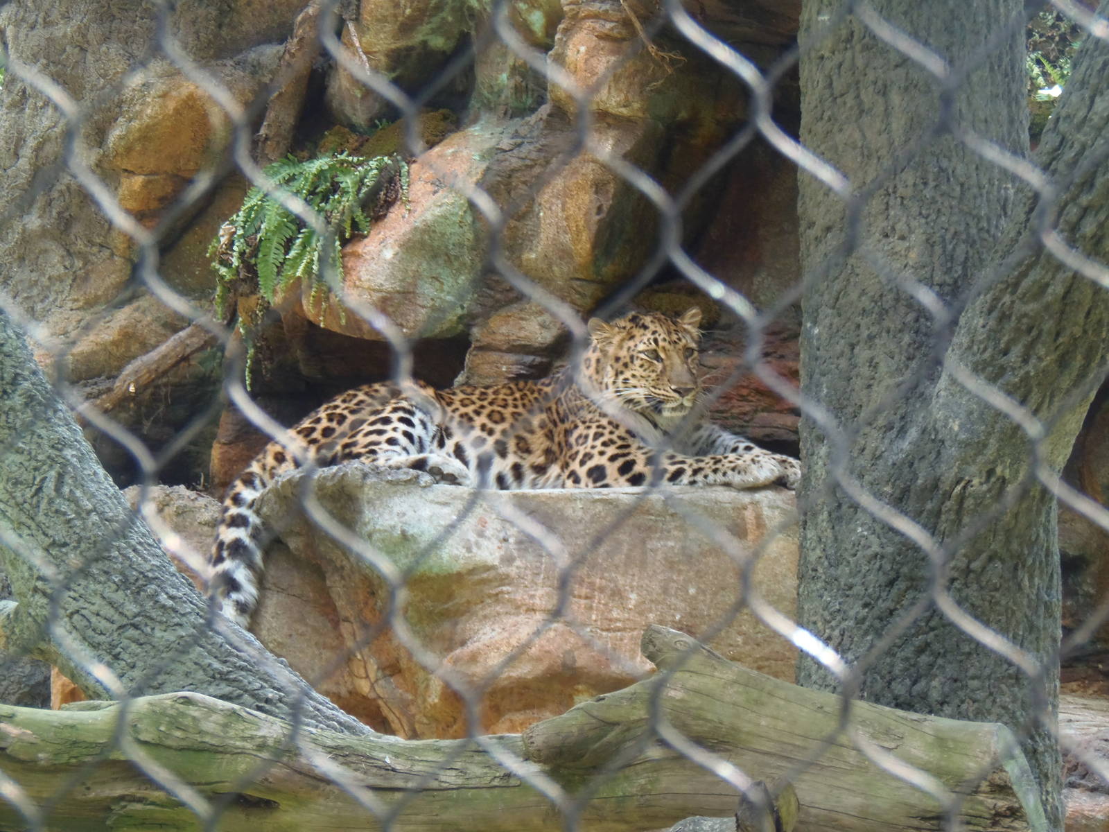 Predators- Sofiya on the Rocks