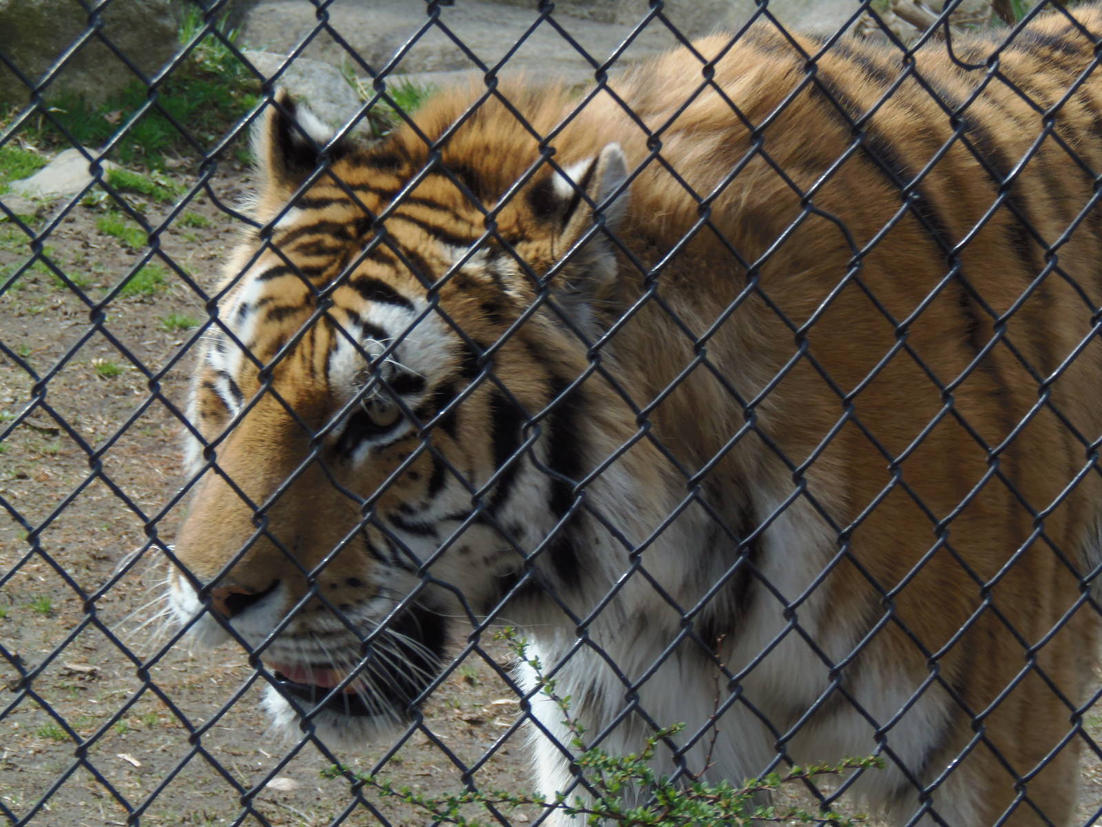 Predators- Soon to be Birthday Boy