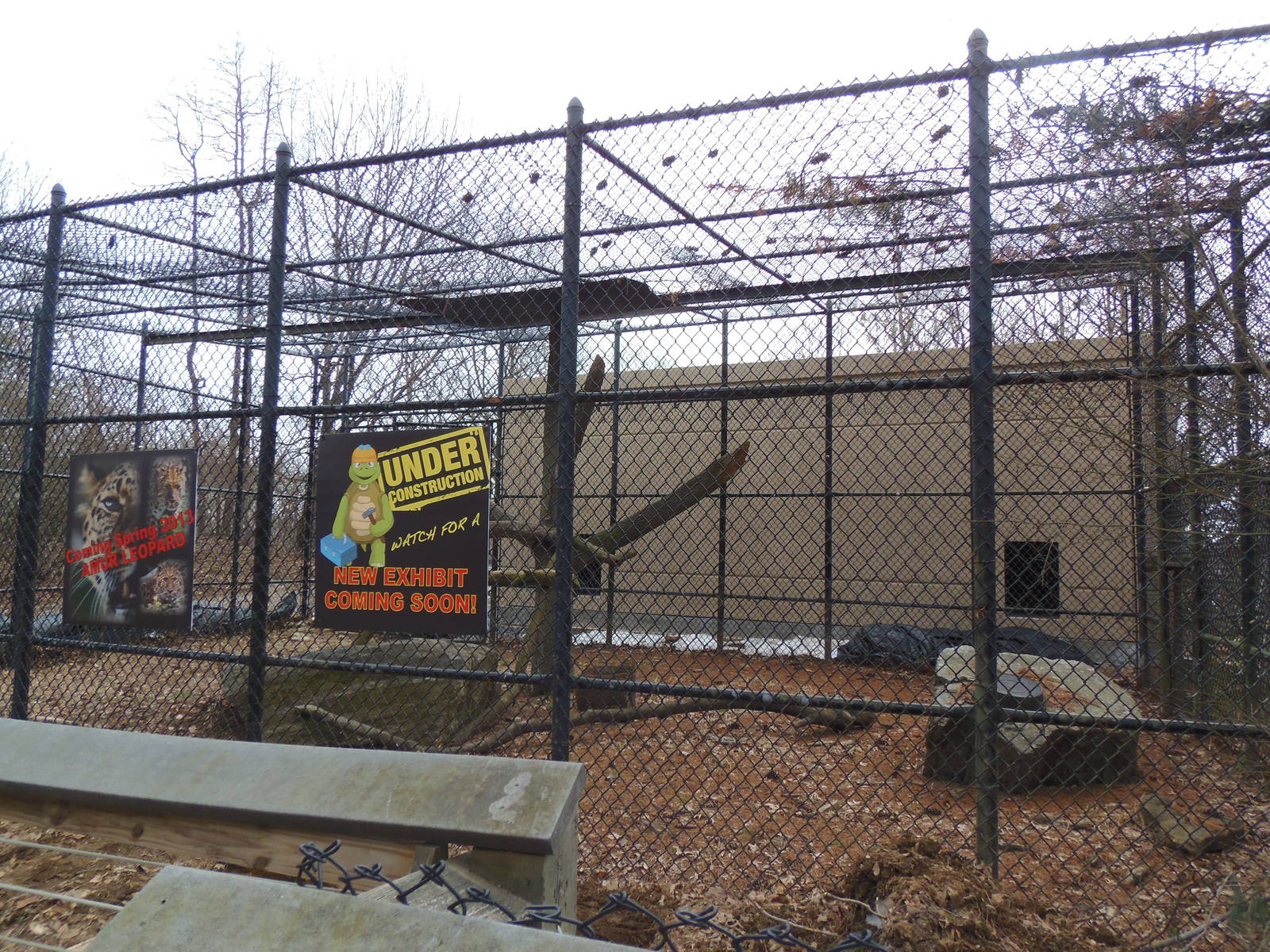 Predators- Upcoming Amur Leopard Exhibit #1