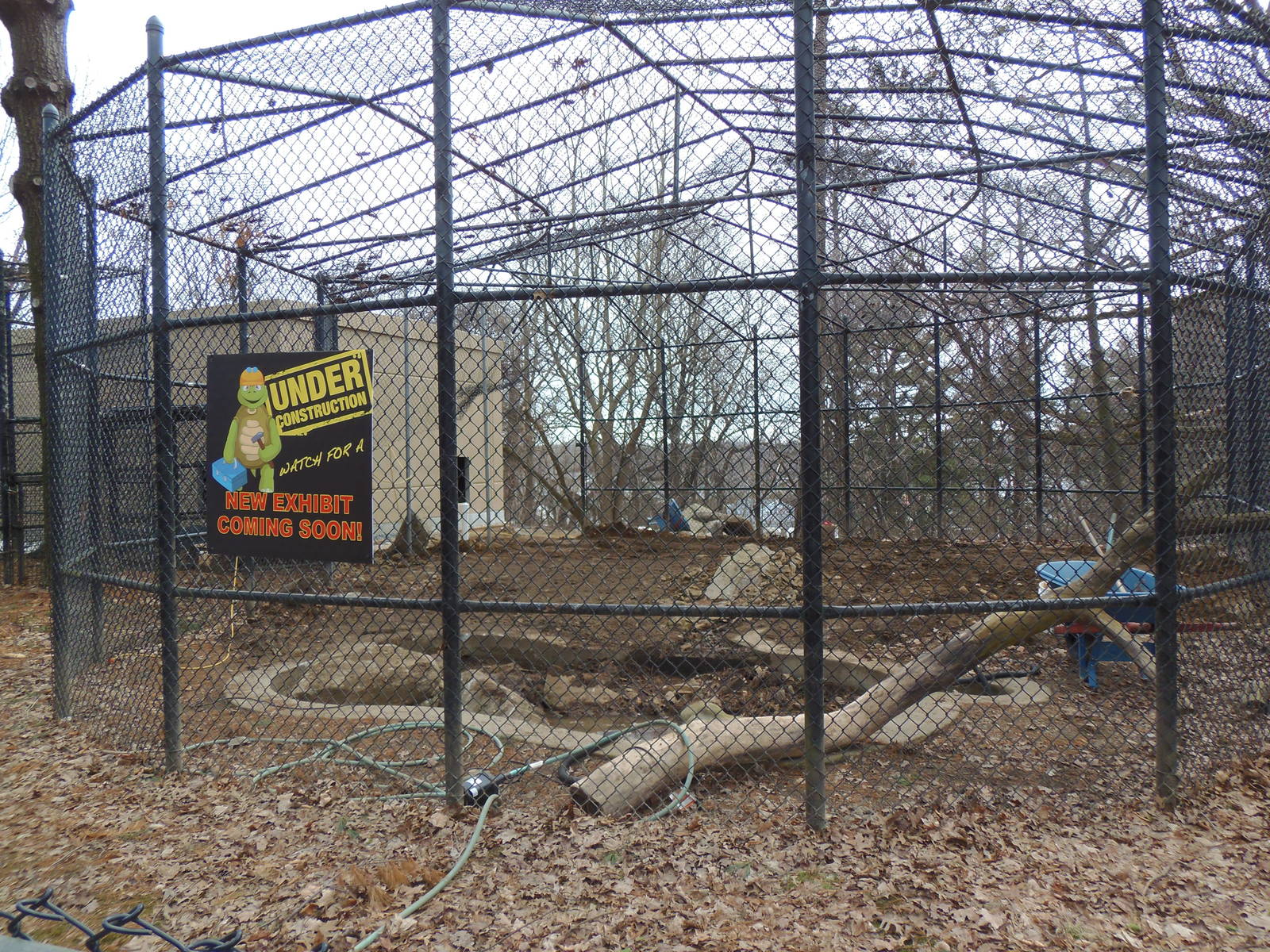 Predators- Upcoming Amur Leopard Exhibit #2