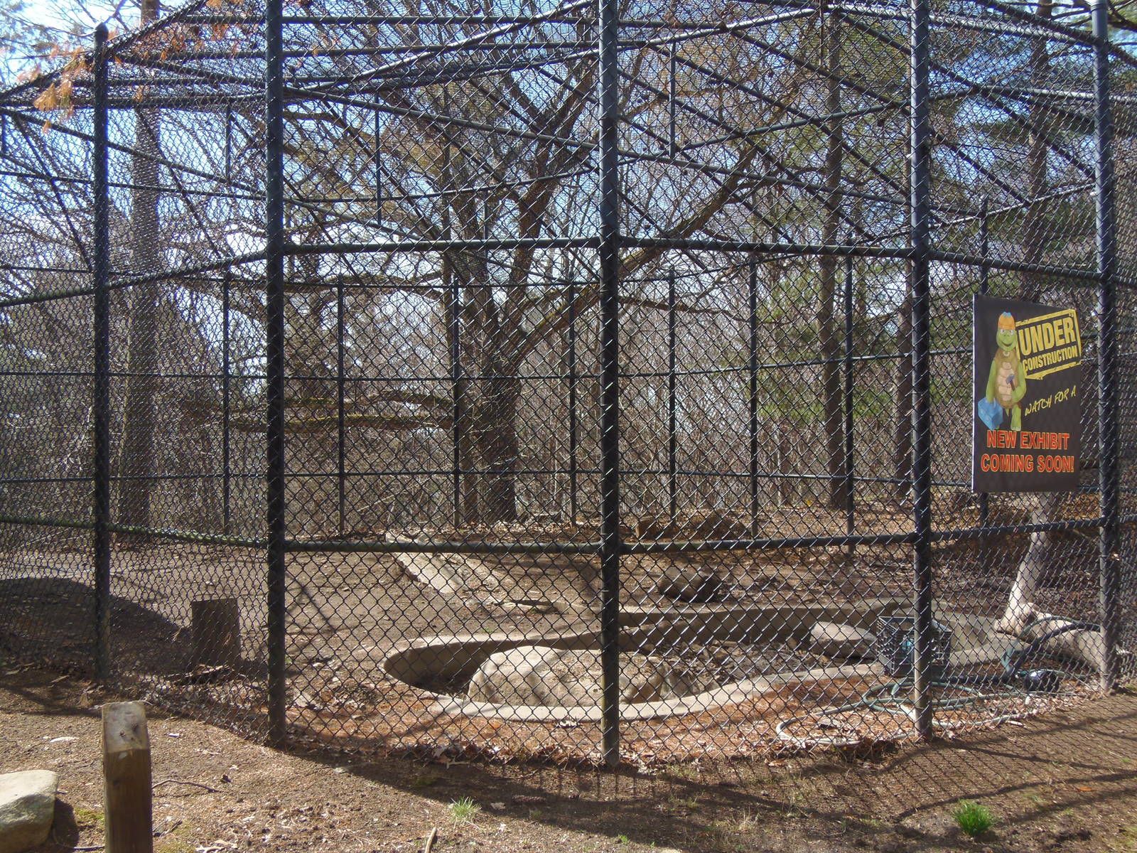 Predators- Upcoming Amur Leopard Exhibit #2