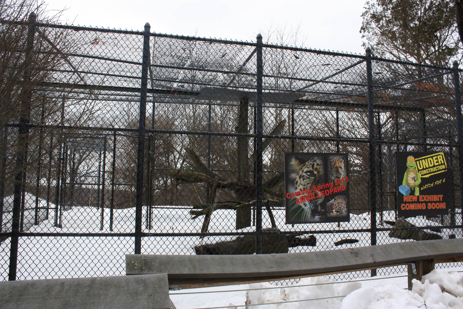 Predators- Upcoming Amur Leopard Exhibit