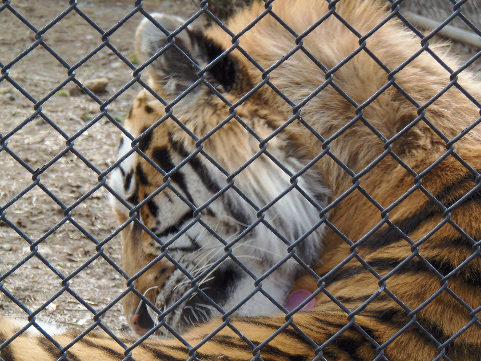 Predators- Viktor Grooming