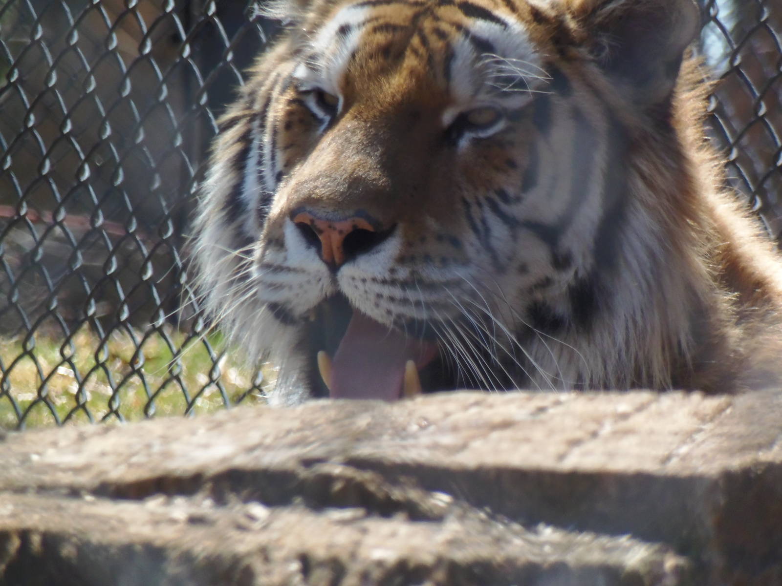 Predators- Viktor the Amur Tiger