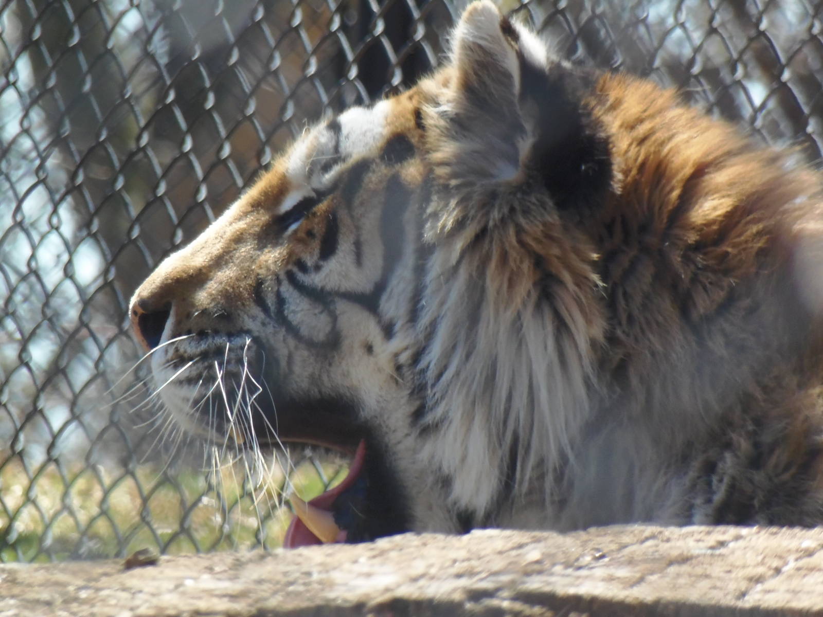Predators- Viktor the Amur Tiger