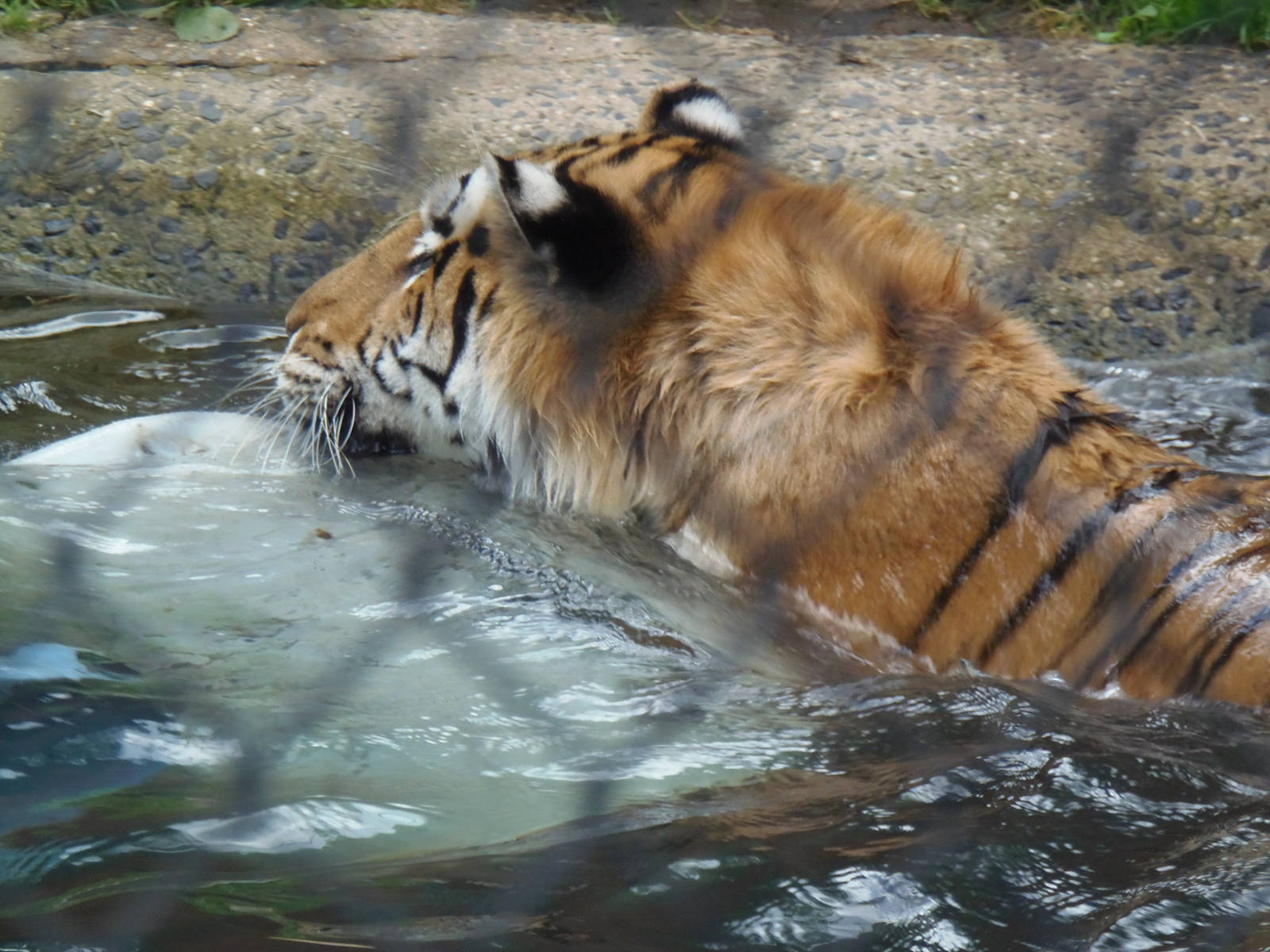 Predators- Viktor's Pool Party