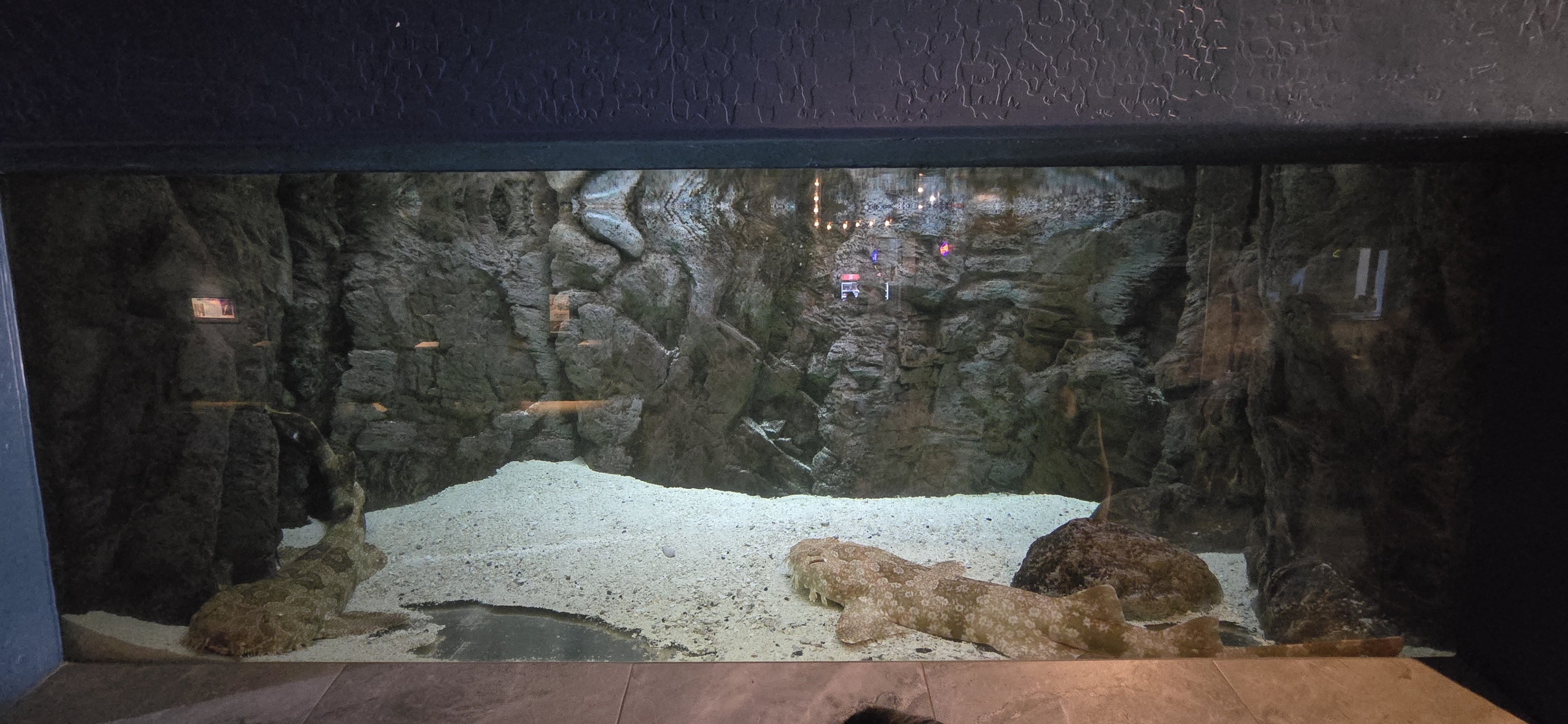 Predators - Wobbegong