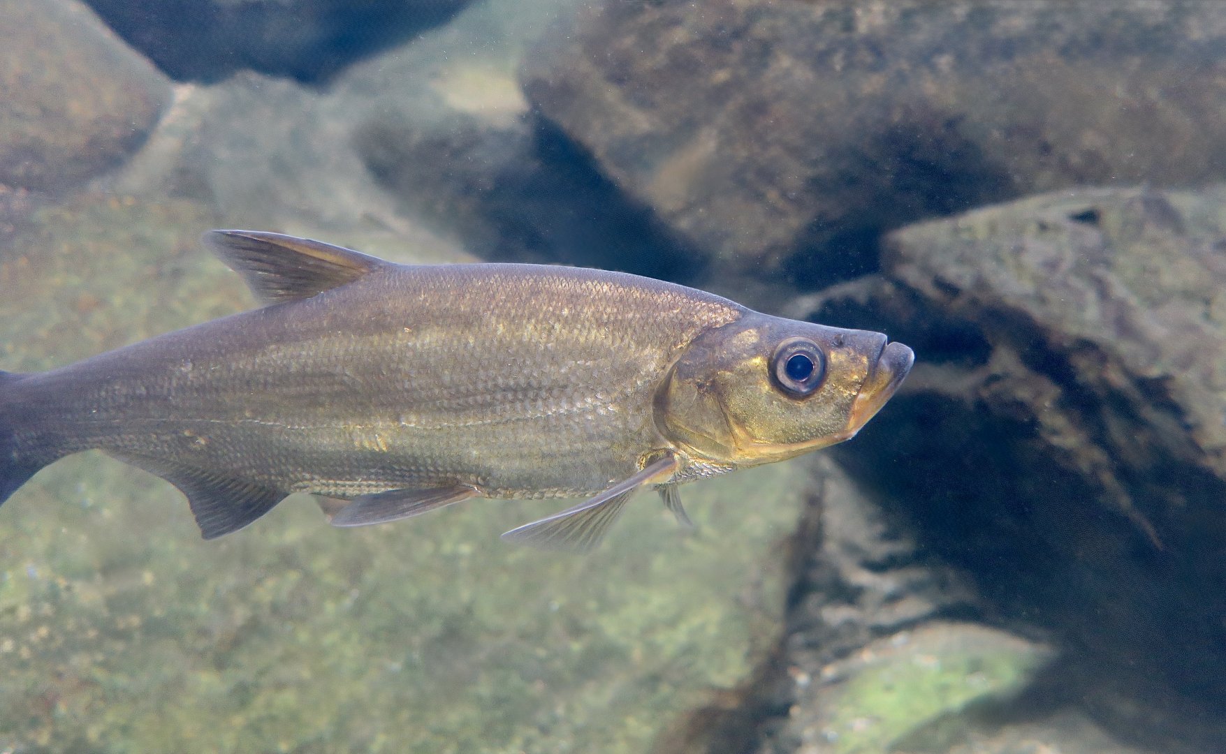 Predatory Carp (Chanodichthys erythropterus) - Xpark