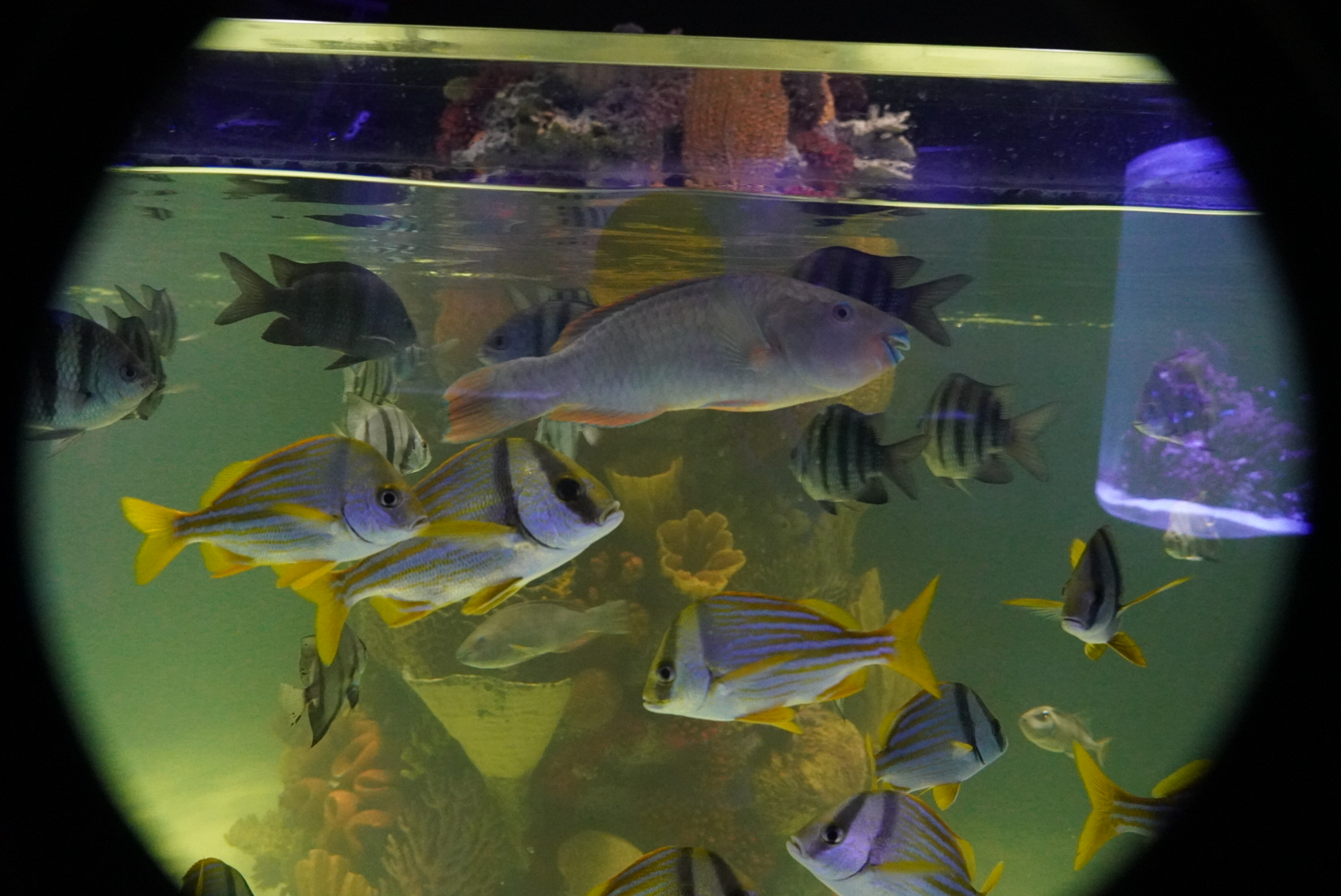 Predatory Saltwater Tank