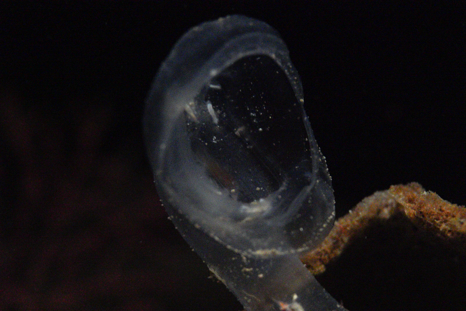 Predatory Tunicate // Into the Deep