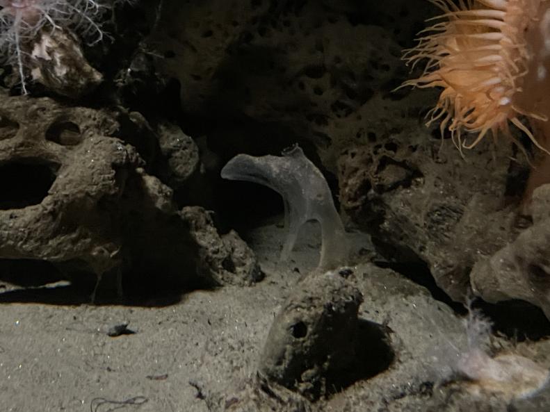 Predatory tunicate