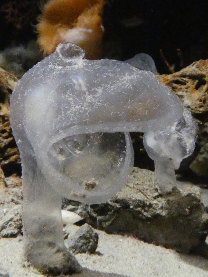 Predatory tunicate