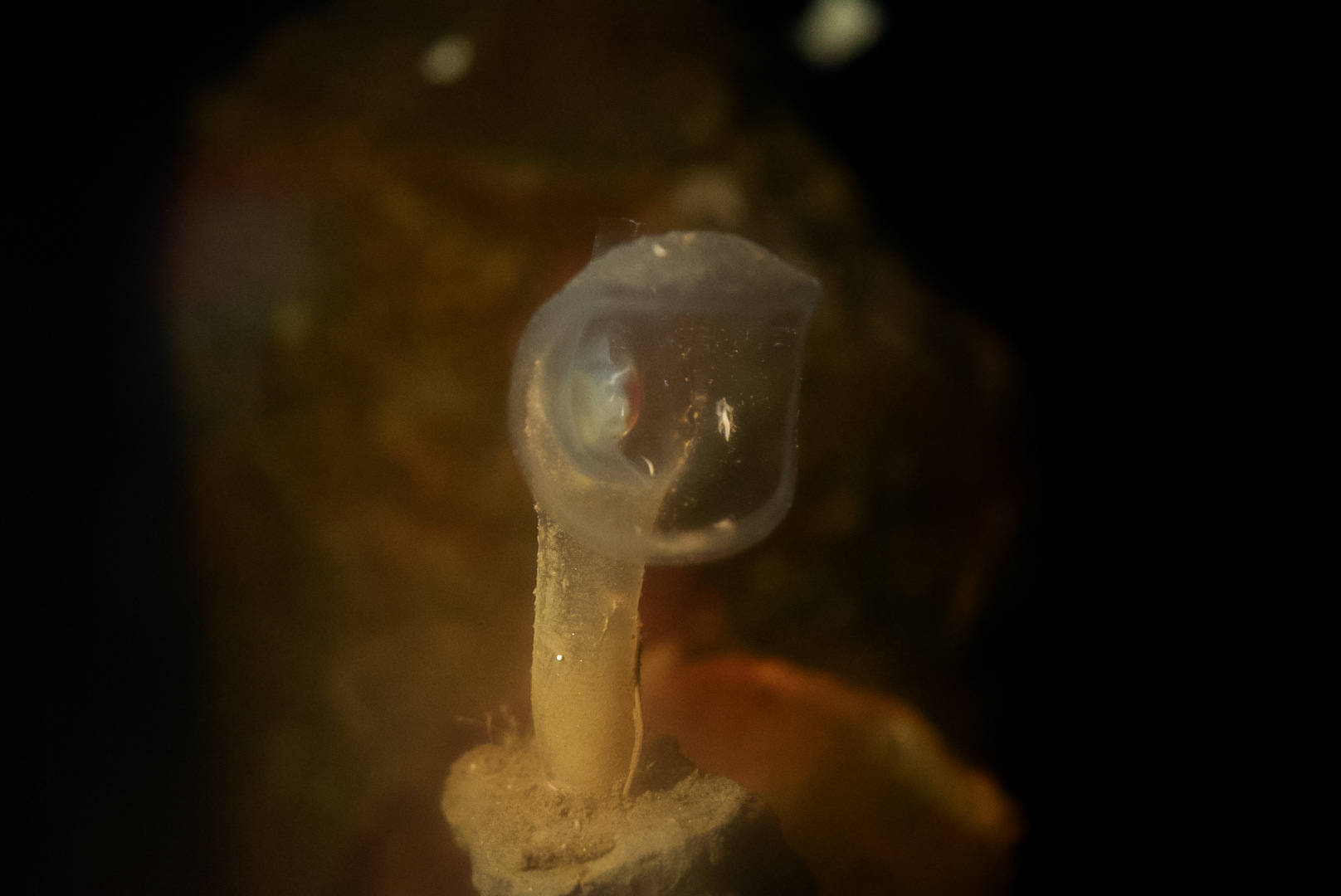 Predatory Tunicate