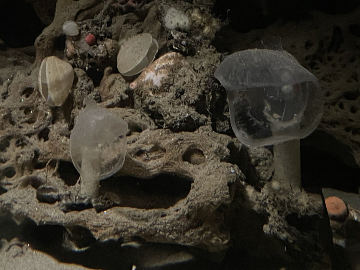 Predatory tunicates and unsigned brachiopods