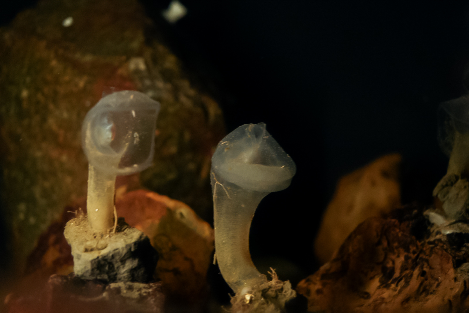 Predatory Tunicates