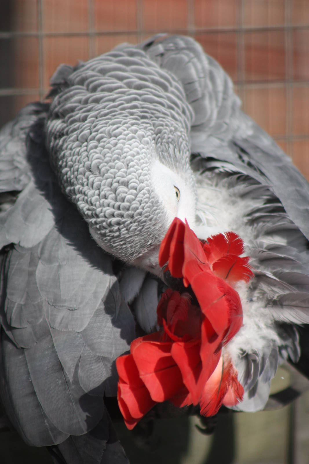 Preening, 16th October 2014