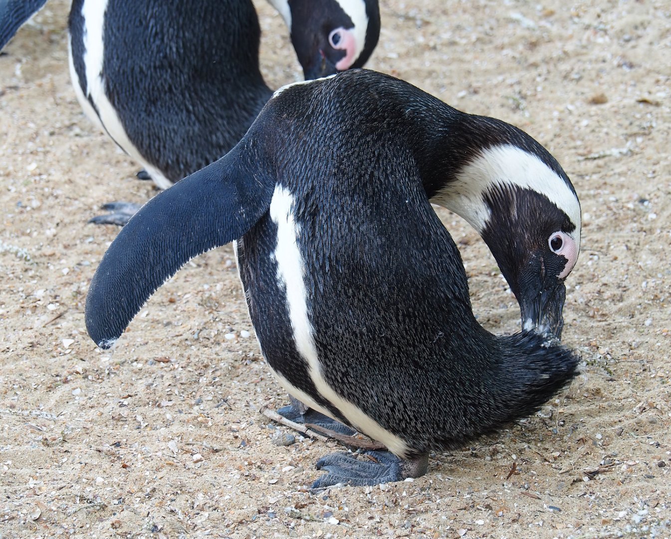 Preening African penguin (Spheniscus demersus), 2023-05-16