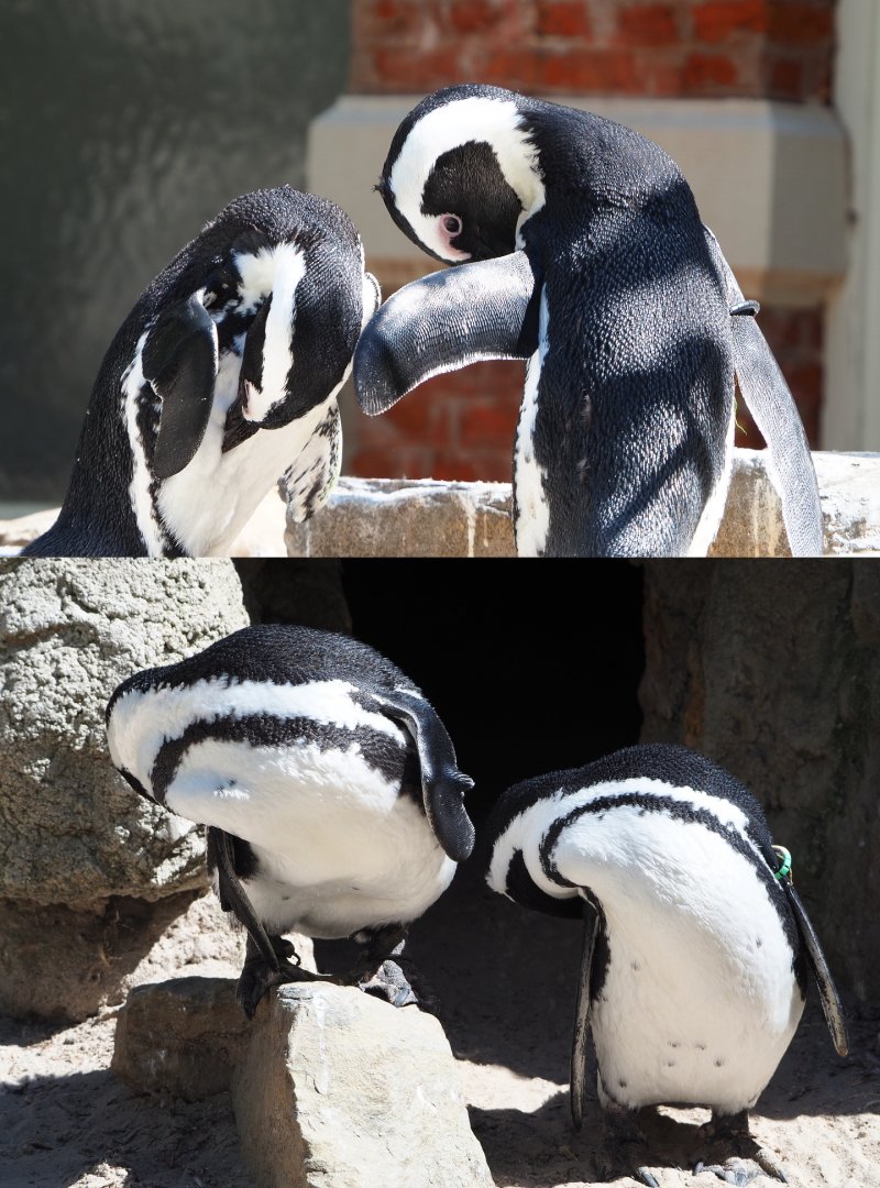 Preening African penguins (Spheniscus demersus), 2020-06-28