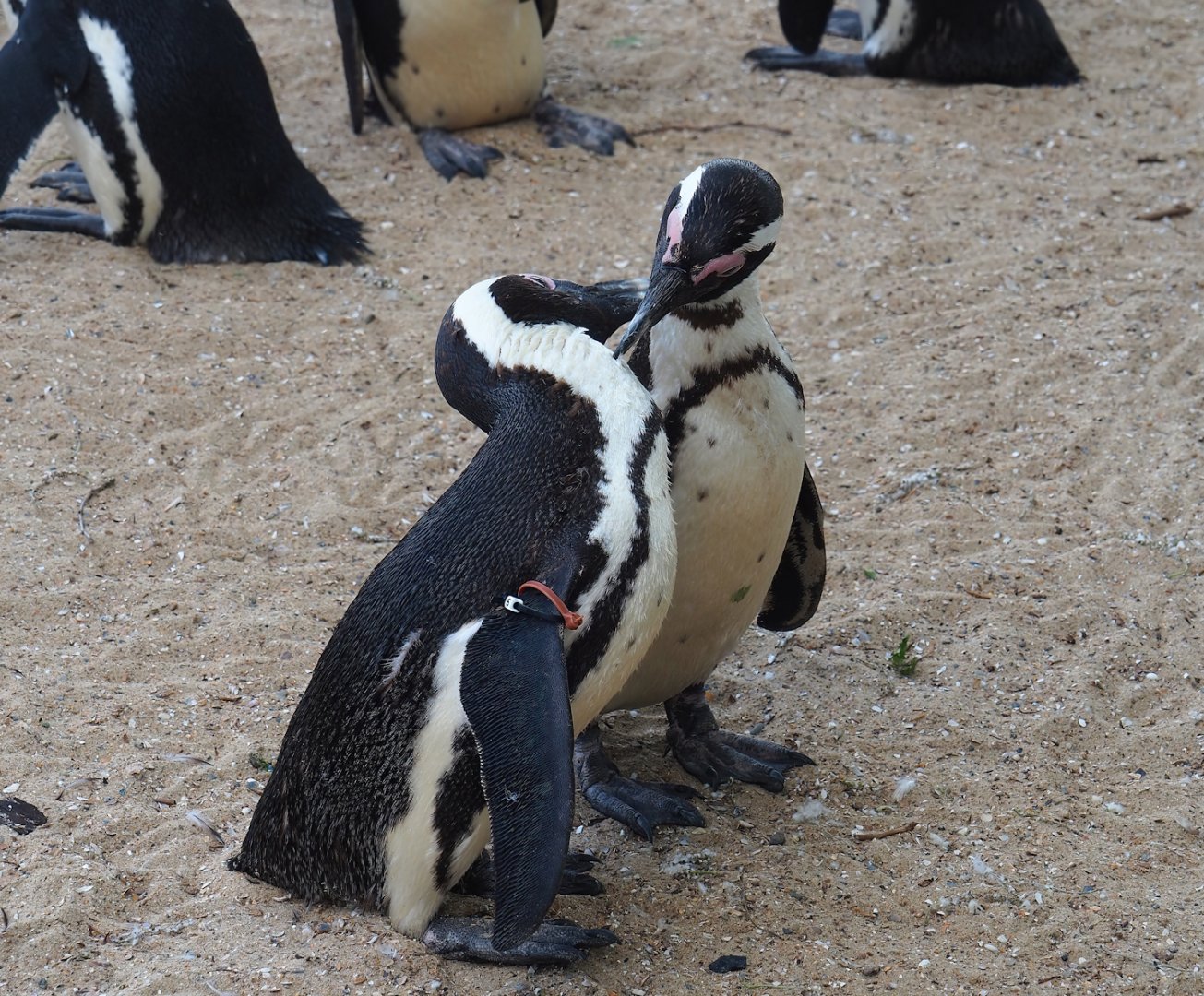 Preening African penguins (Spheniscus demersus), 2023-05-16