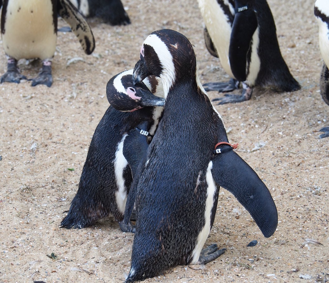 Preening African penguins (Spheniscus demersus), 2023-05-16