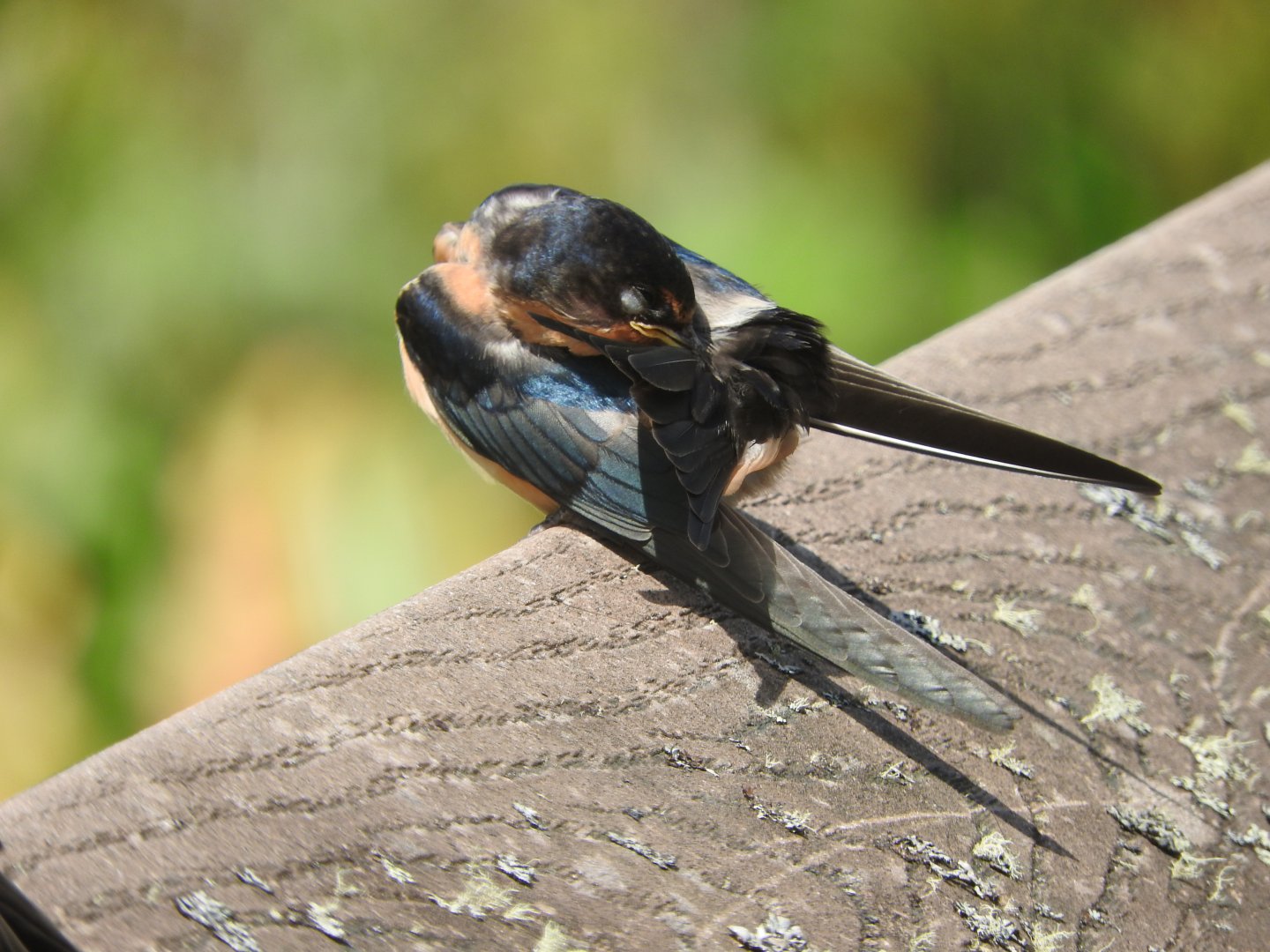 Preening Barn Swallow