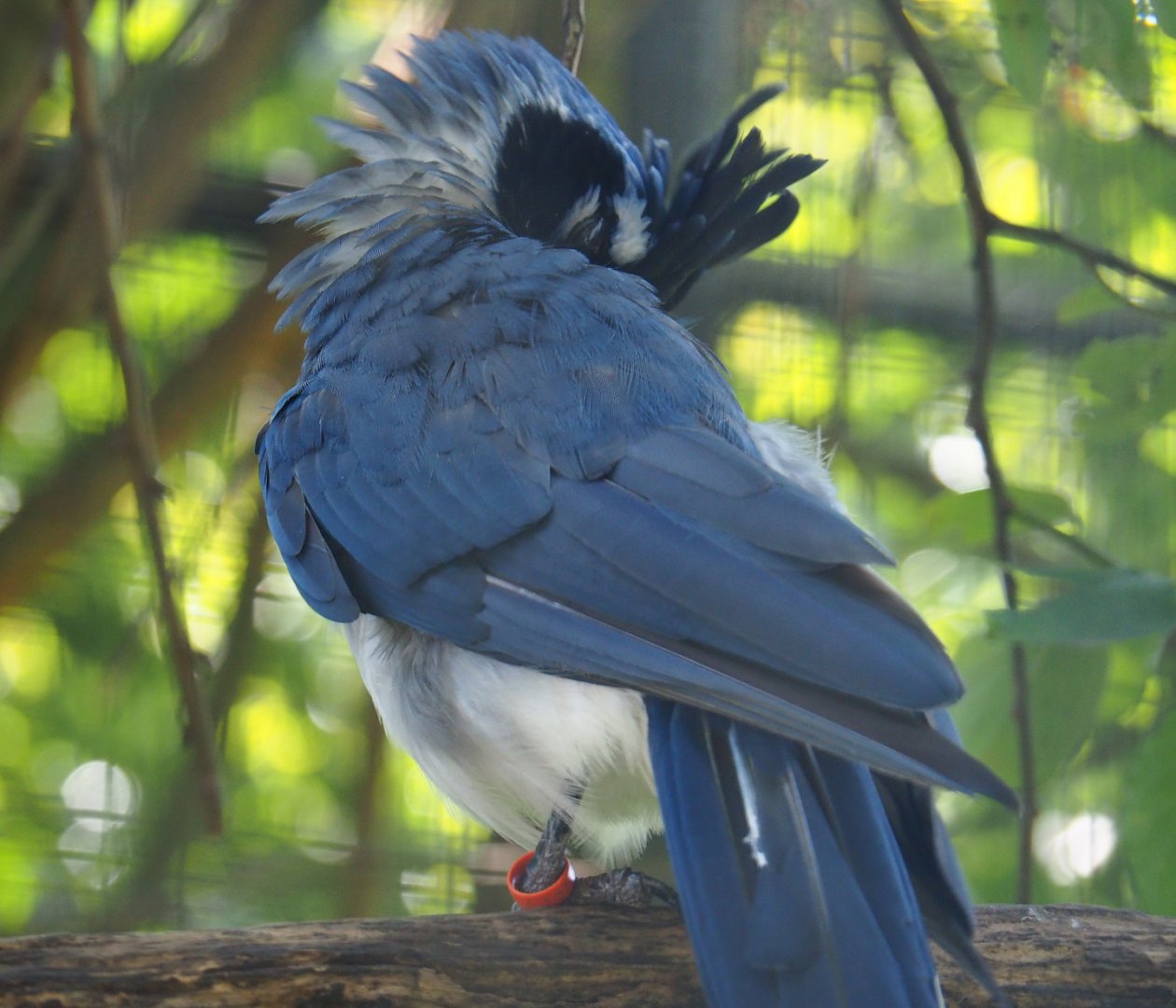 Preening Black-throated magpie-jay (Cyanocorax colliei), 2019-08-04