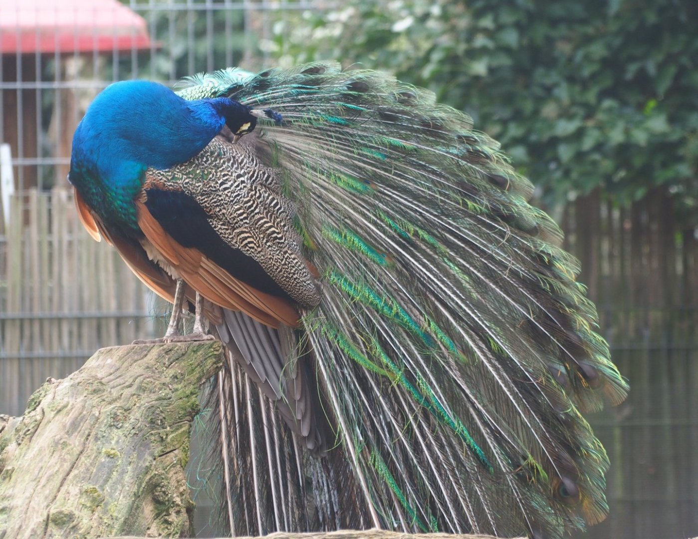 Preening blue peafowl (Pavo cristatus), 2019-04-06