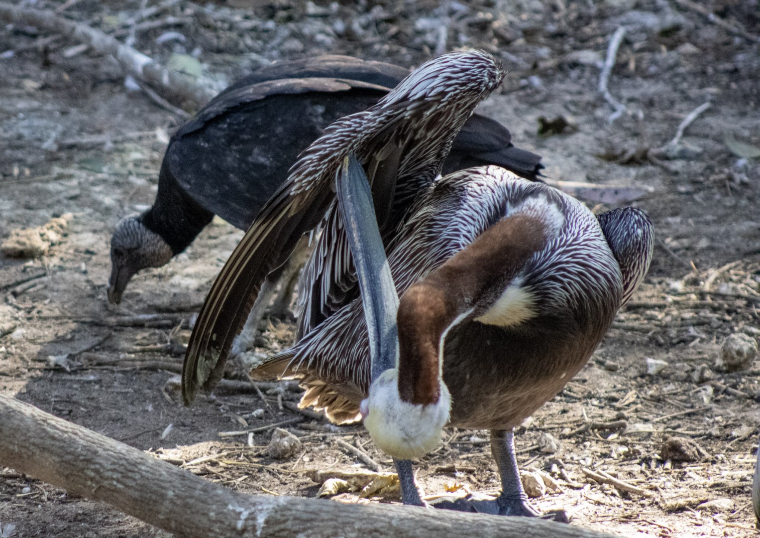Preening Brown Pelican