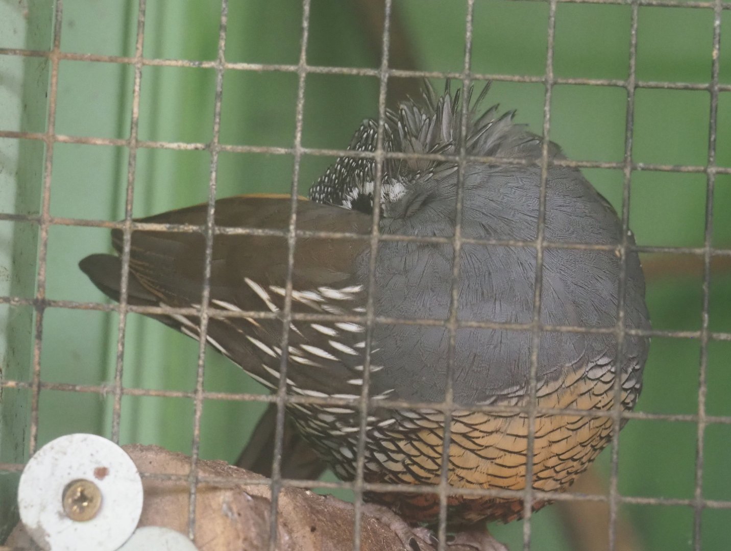 Preening Californian quail rooster (Callipepla californica), 2020-06-20