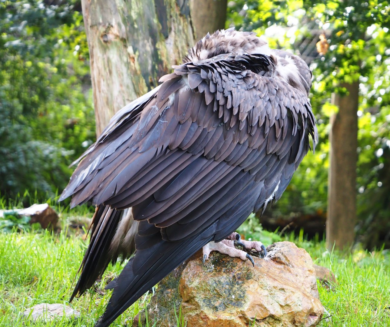 Preening cinereous vulture (Aegypius monachus), 2019-10-04