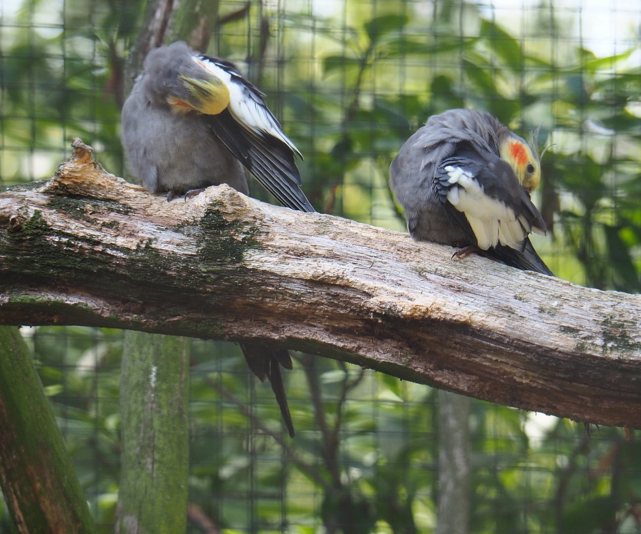 Preening Cockatiels (Nymphicus hollandicus), 2019-08-04
