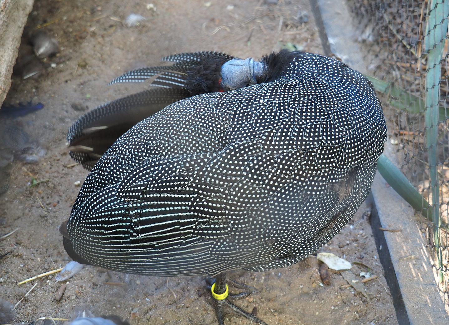 Preening Crested guineafowl (Guttera pucherani), 2020-09-20