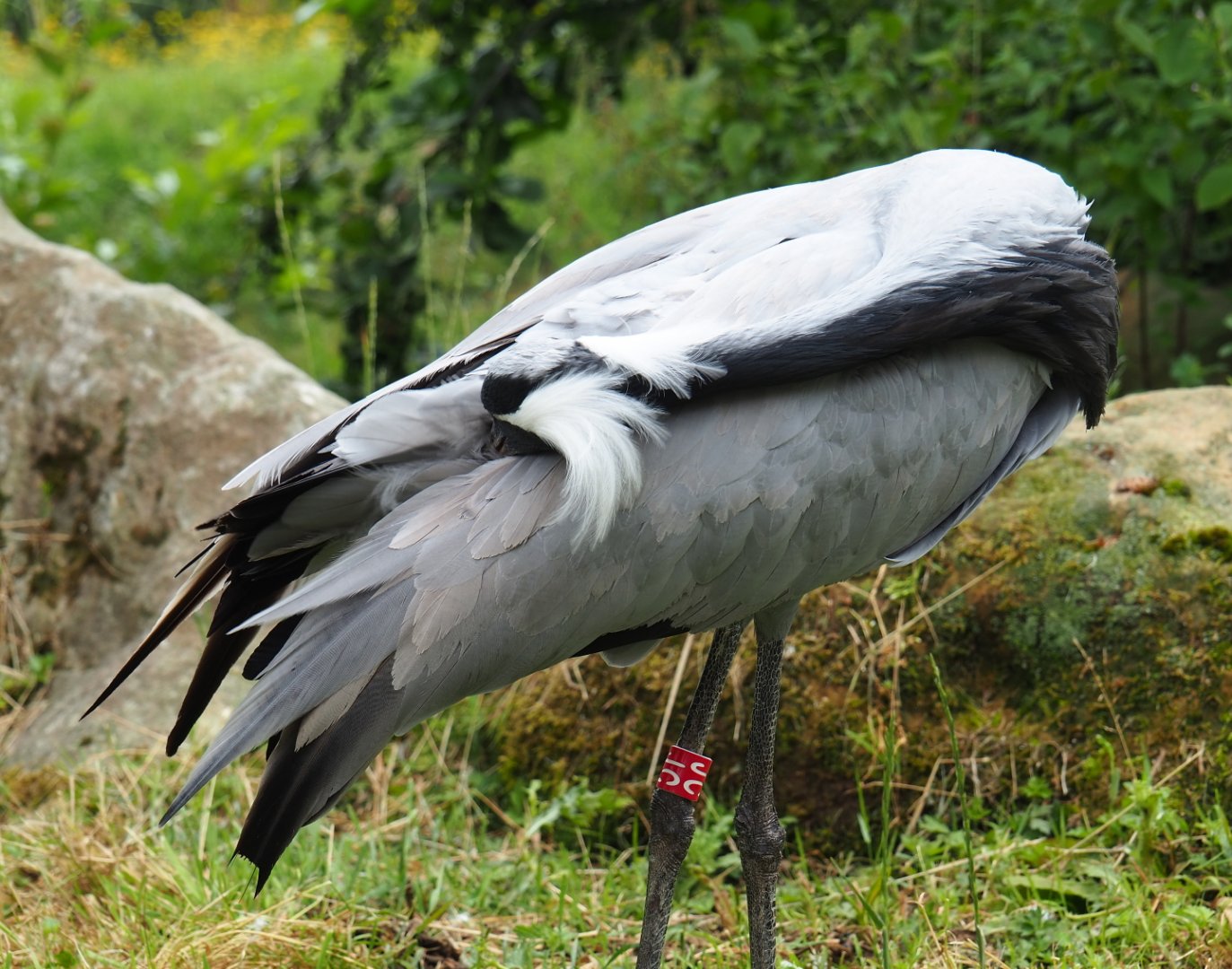 Preening Demoiselle crane (Anthropoides virgo), 2019-07-21