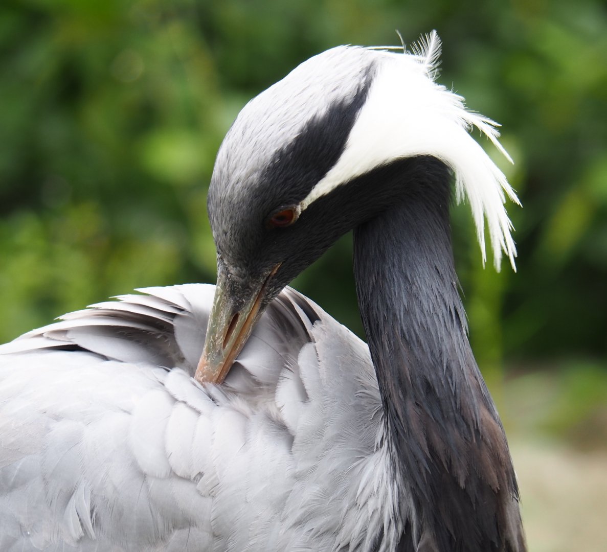 Preening Demoiselle crane (Anthropoides virgo), 2019-07-21