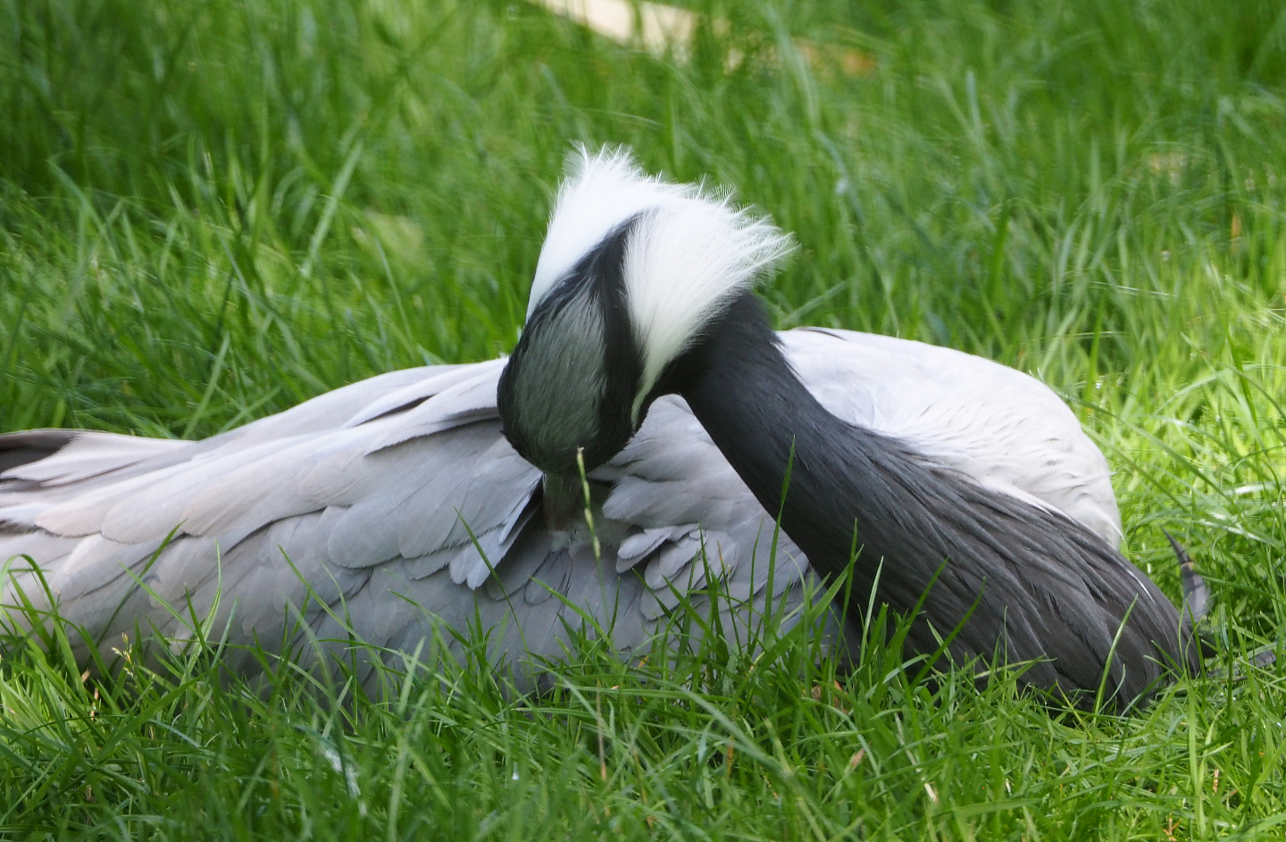 Preening Demoiselle crane (Anthropoides virgo), 2020-07-21