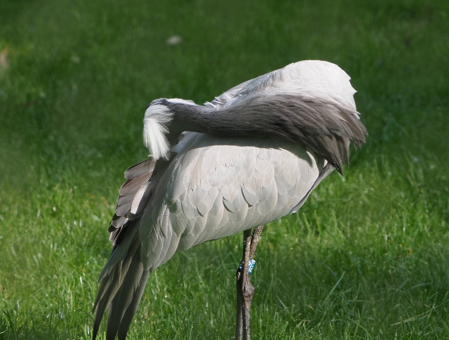 Preening Demoiselle crane (Anthropoides virgo), 2021-07-20