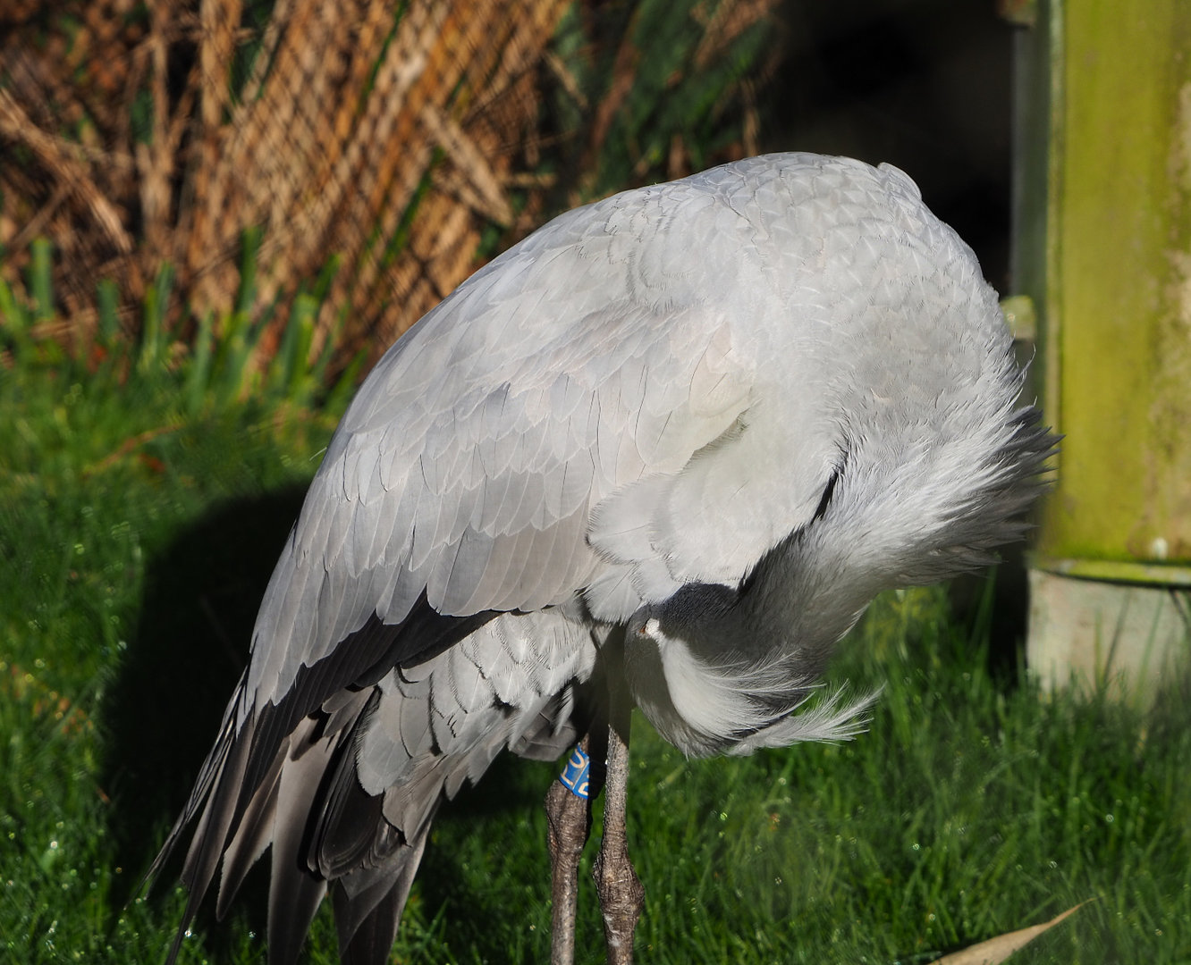 Preening Demoiselle crane (Anthropoides virgo), 2022-02-12