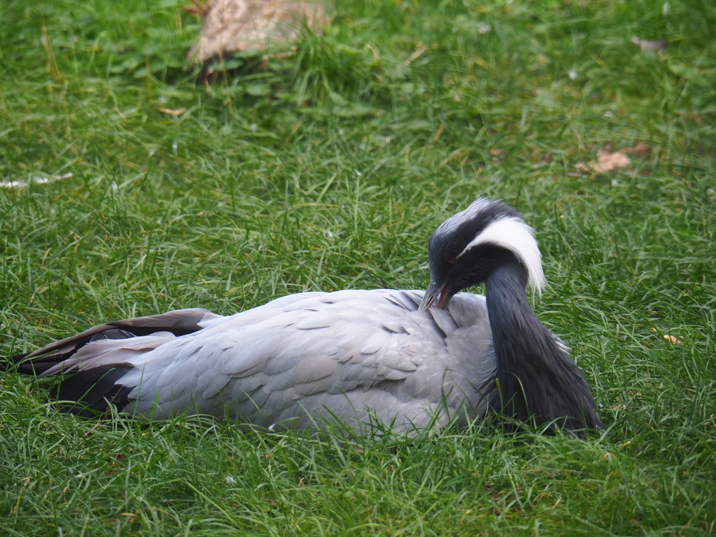 Preening Demoiselle crane (Anthropoides virgo)