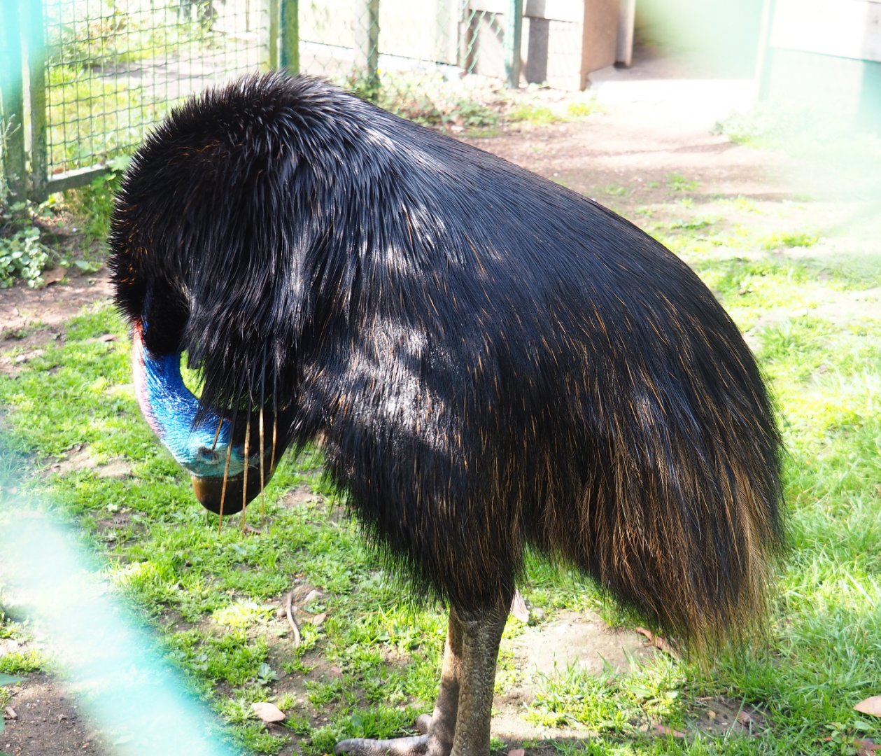 Preening Double-wattled cassowary (Casuarius casuarius), 2020-06-12