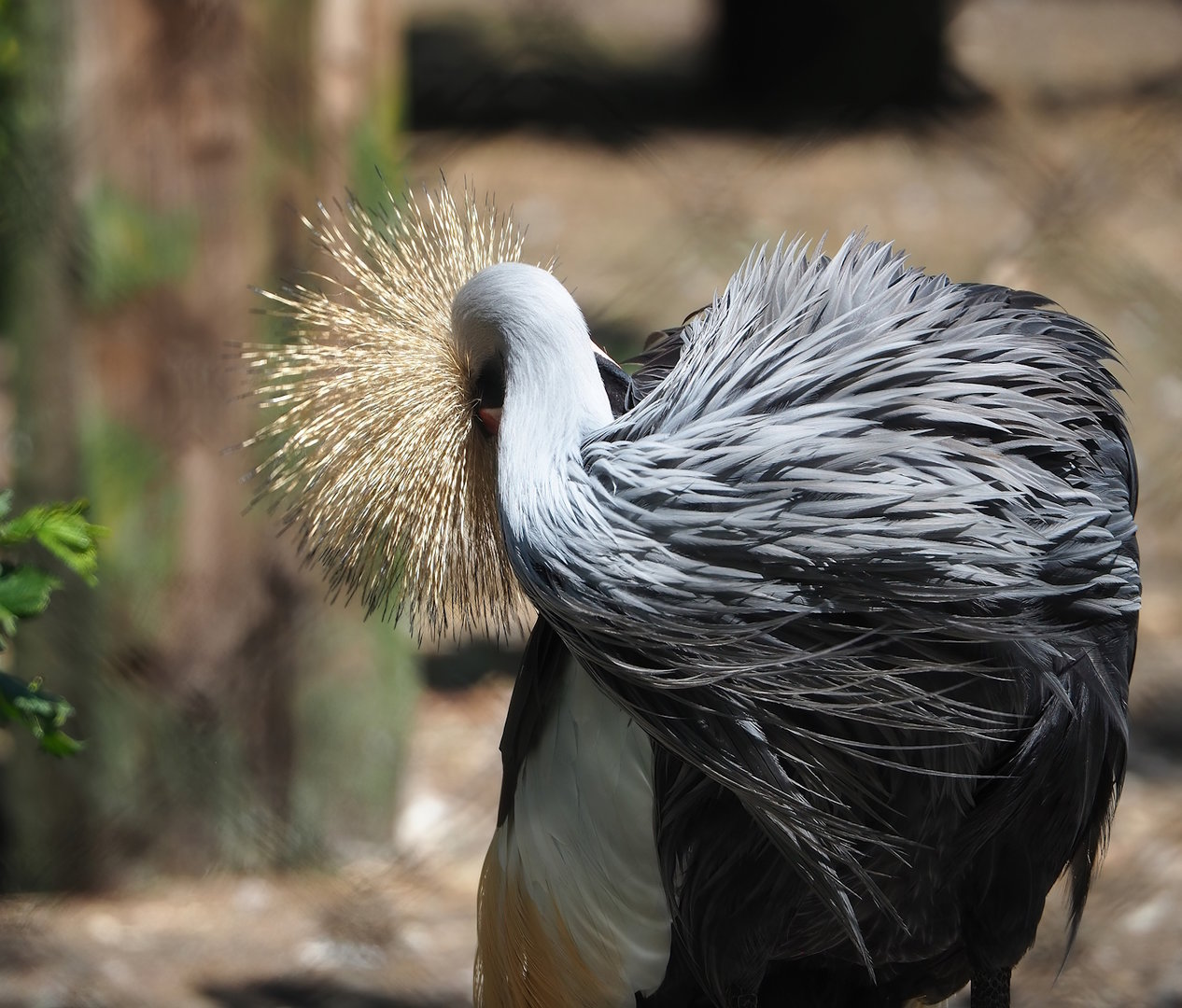 Preening Eastern grey crowned crane (Balearica regulorum gibbericeps), 2023-05-31
