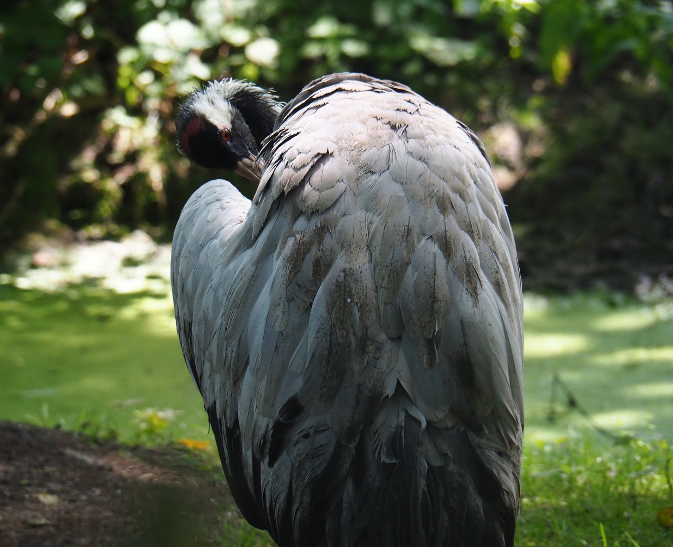 Preening Eurasian crane (Grus grus grus), 2019-08-04